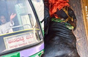 ಬಸ್ ಗೆ ಡಿಕ್ಕಿ ಹೊಡೆದು ಸಾವನ್ನಪ್ಪಿದ ಅಖಾಡದ ಹೋರಿ…!!