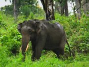 ರೈತರ ಜಮೀನಿಗೆ ಒಂಟಿ ಸಲಗದ ಎಂಟ್ರಿ..