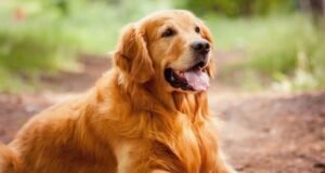 ಶಿವಮೊಗ್ಗದಲ್ಲಿ ಸಾಕು ಶ್ವಾನ ಪ್ರದರ್ಶನ..!!