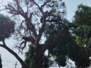ಆನಂದಪುರ: ರಾಷ್ಟ್ರೀಯ ಹೆದ್ದಾರಿ ಪಕ್ಕದ ದೈತ್ಯ ಮರ ಅಪಾಯಕ್ಕೆ ಆಹ್ವಾನ; ಕೆ.ಪಿ.ಎಸ್ ಶಾಲಾ ಮಕ್ಕಳಲ್ಲಿ ಆತಂಕ..!!