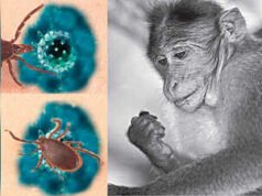 ಮಲೆನಾಡು ಭಾಗದಲ್ಲಿ ಮಂಗನ ಕಾಯಿಲೆ ಆತಂಕ: ಆರೋಗ್ಯ ಇಲಾಖೆಯಿಂದ ಮಾರ್ಗಸೂಚಿ..!!