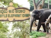 ಸಕ್ರೆಬೈಲು ಆನೆ ಬಿಡಾರ ತಾತ್ಕಾಲಿಕ ಬಂದ್..!!